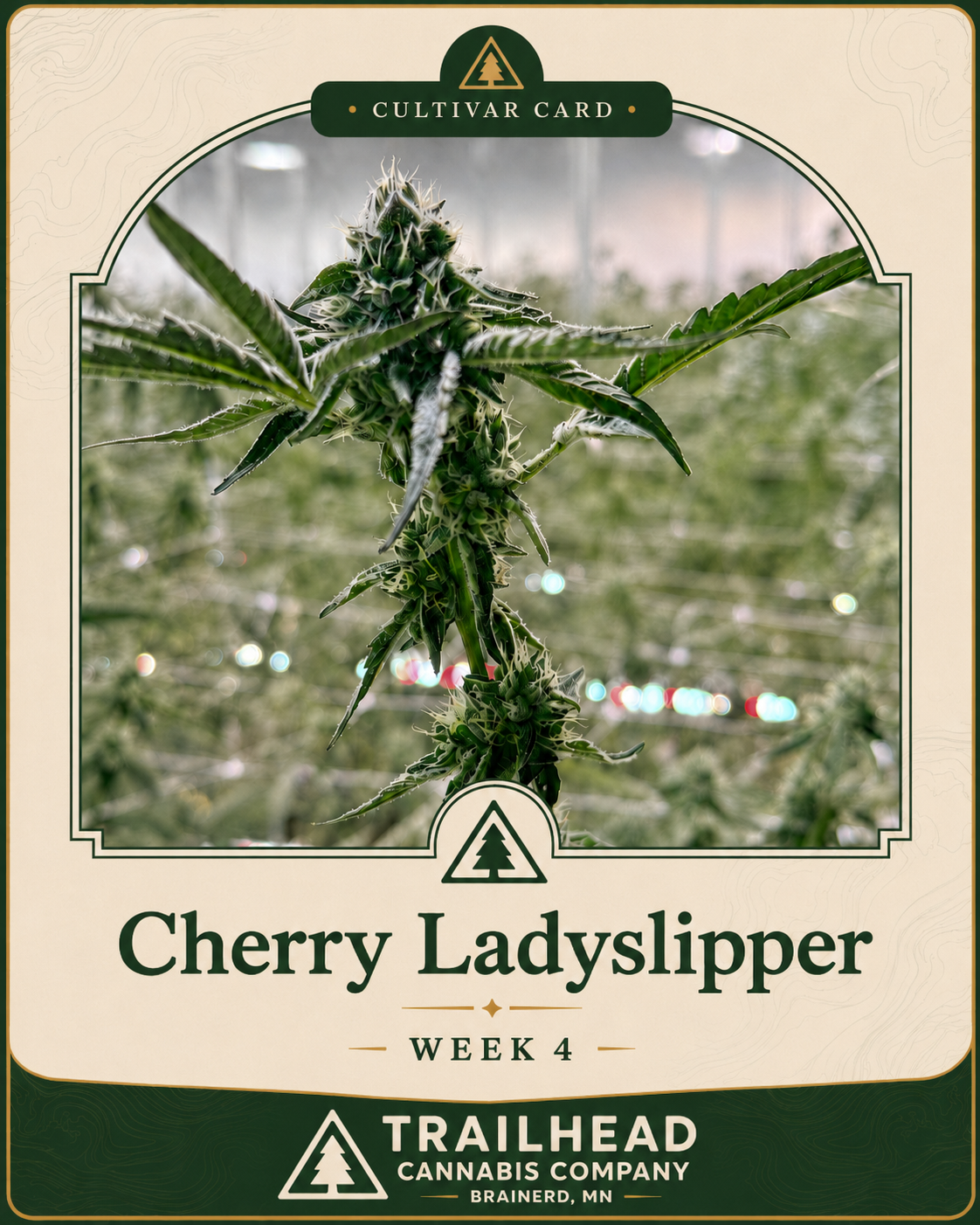 Cherry Ladyslipper Week 4 grow card