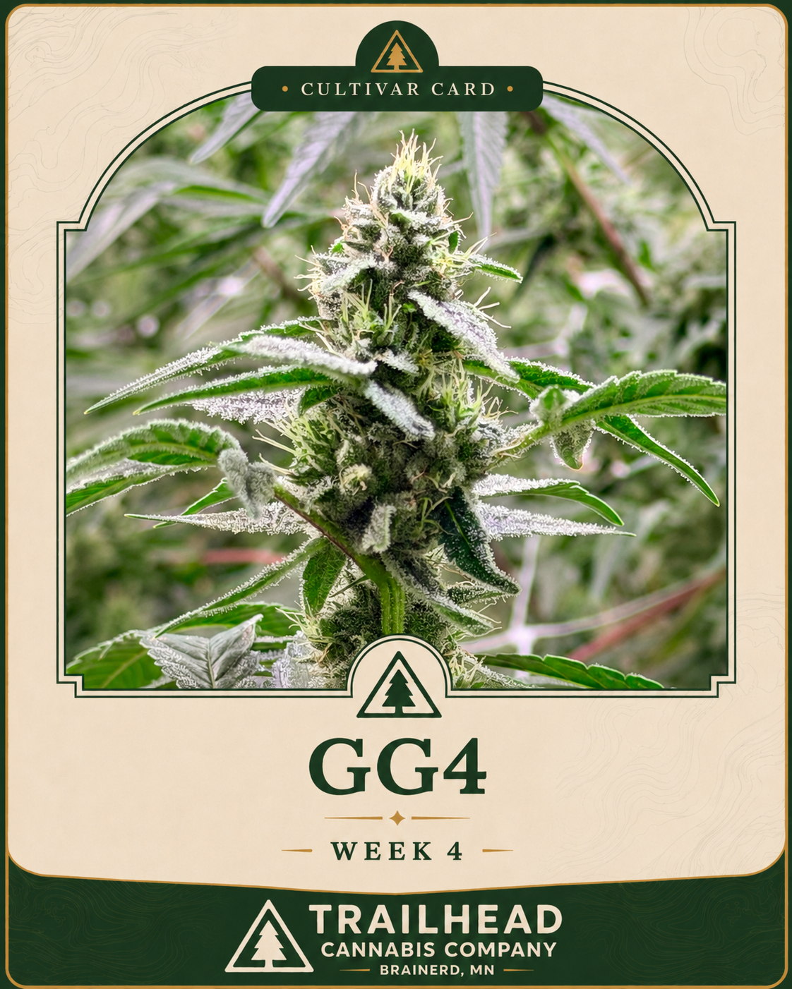GG4 Week 4 grow card