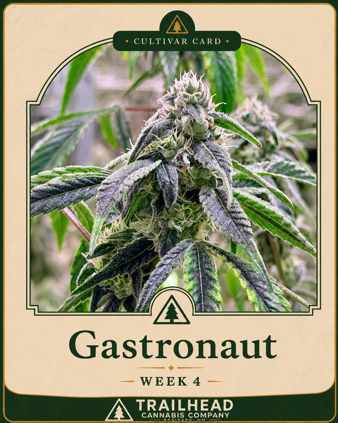 Gastronaut Week 4 grow card