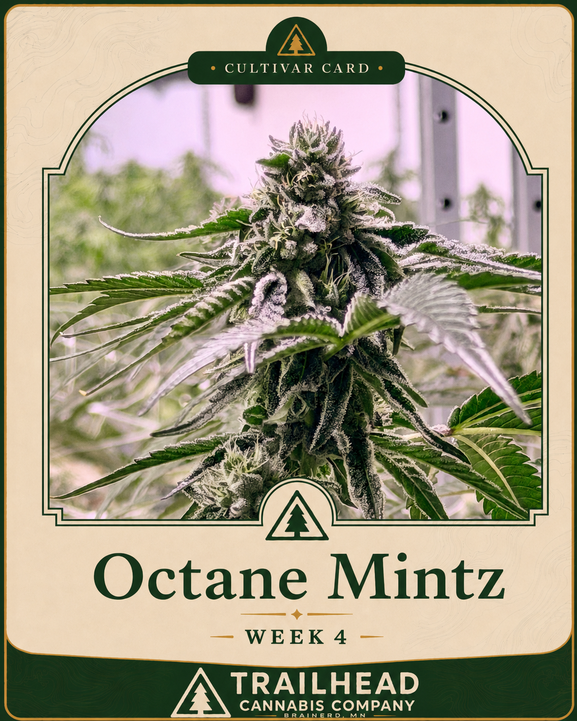 Octane Mintz Week 4 grow card