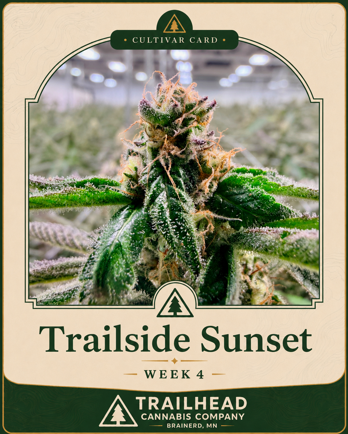 Trailside Sunset Week 4 grow card